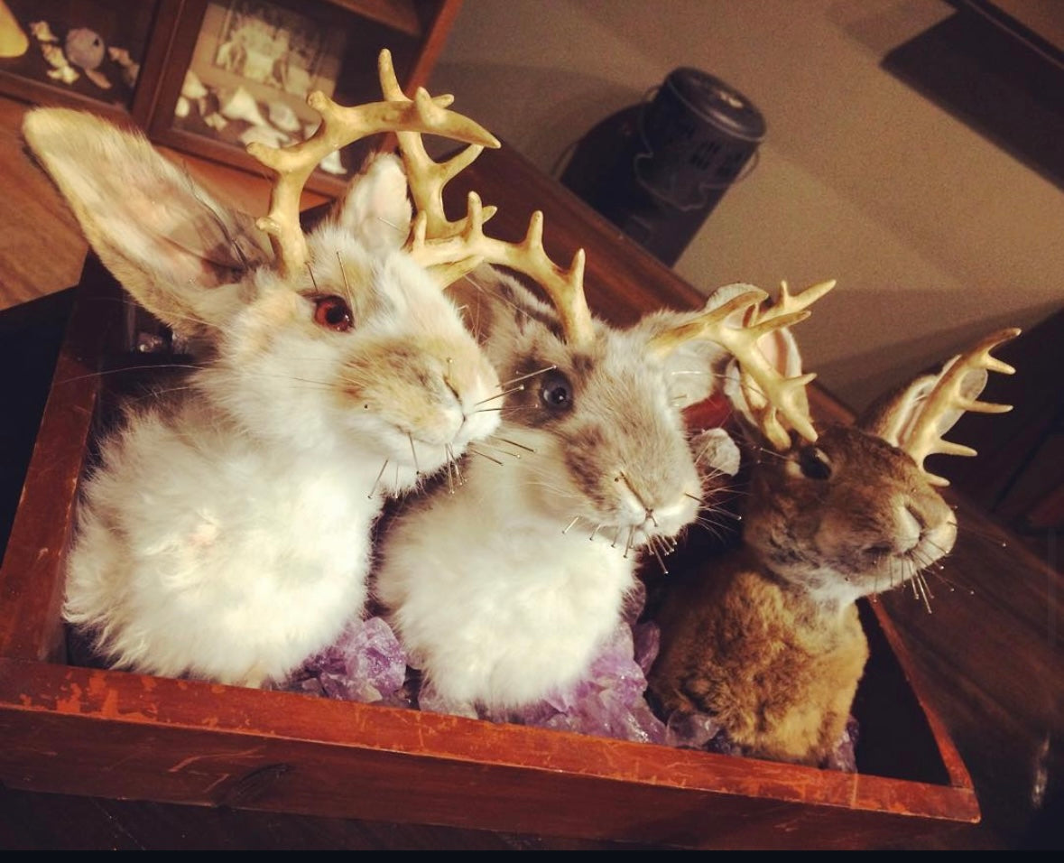 Introduction to Taxidermy: Jackalope Shoulder Mount (Nov. 7th, 2026)