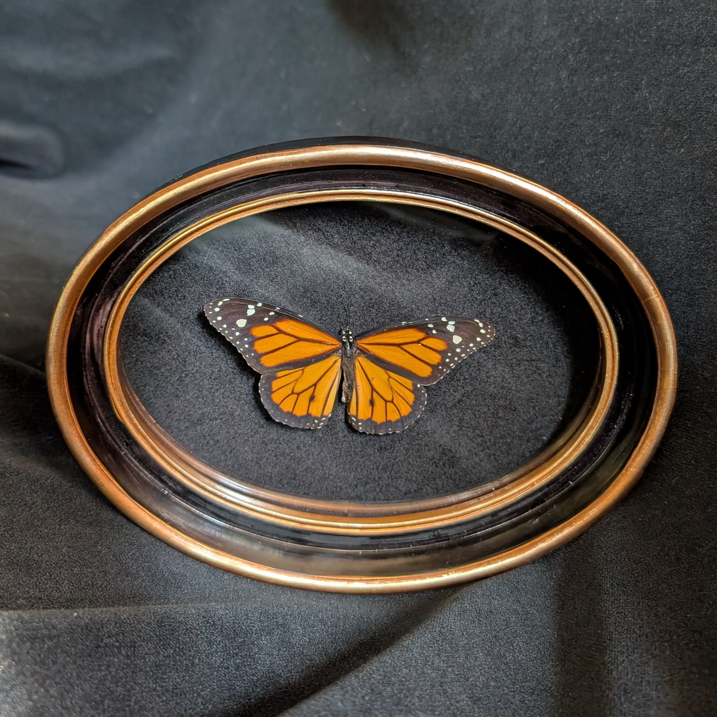 Real Monarch butterfly in oval frame