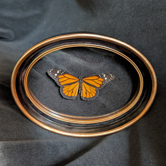 Real Monarch butterfly in oval frame
