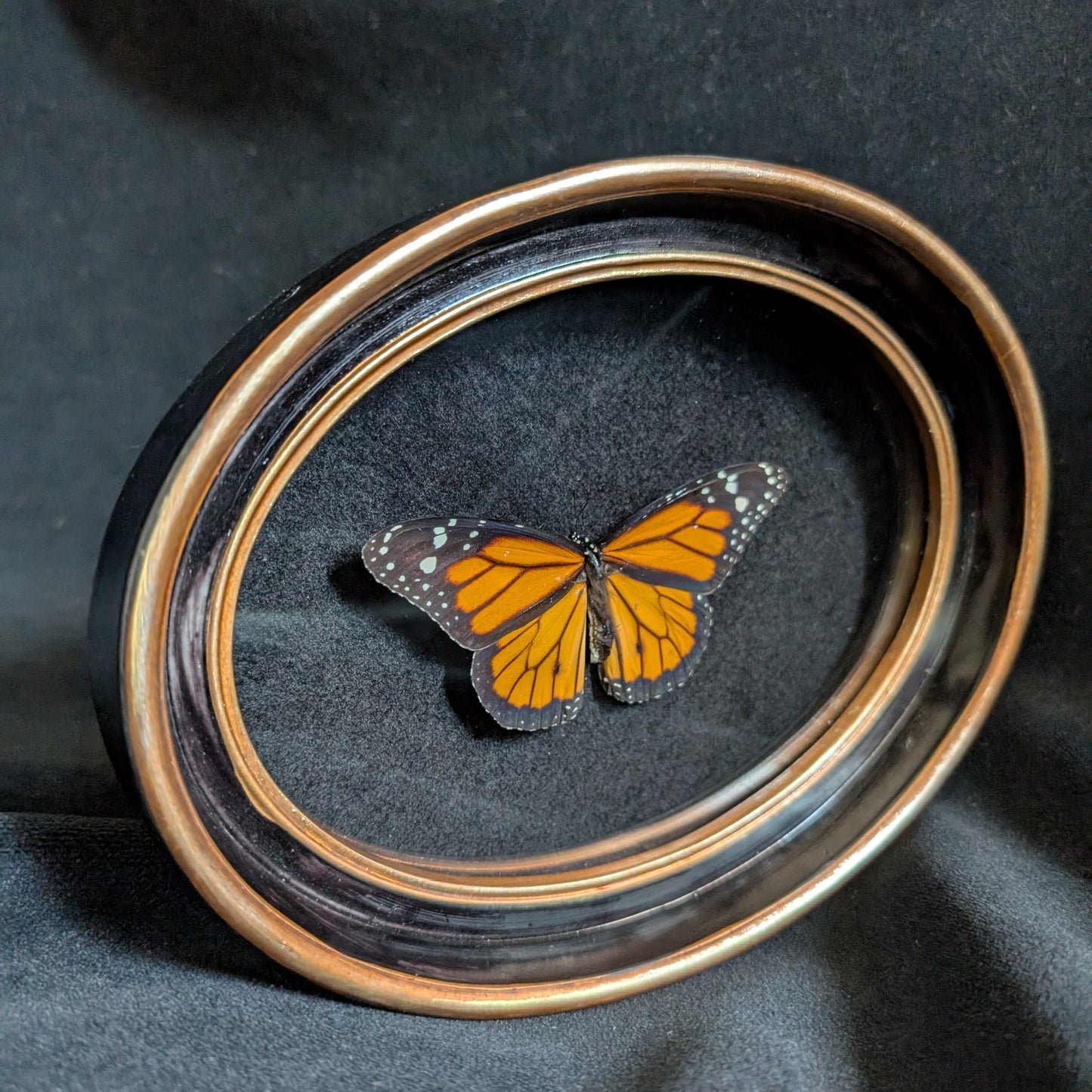 Real Monarch butterfly in oval frame